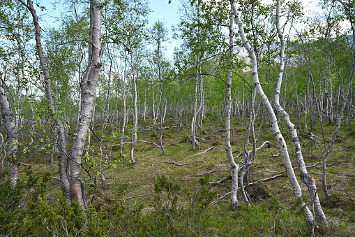 Small crooked trees in the Khibiny mountains, the Arctic Circle of Russia