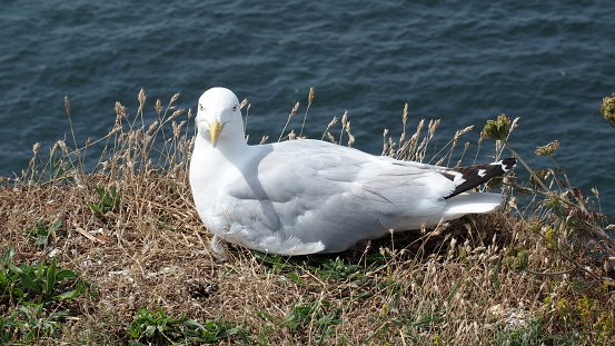 A side view of a seagull. It is standing on a stone wall overlooking water in the fishing village, Polperro, in Cornwall.