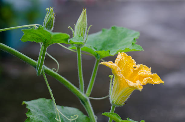 fleur de citrouille - squash flower plant single flower photos et images de collection