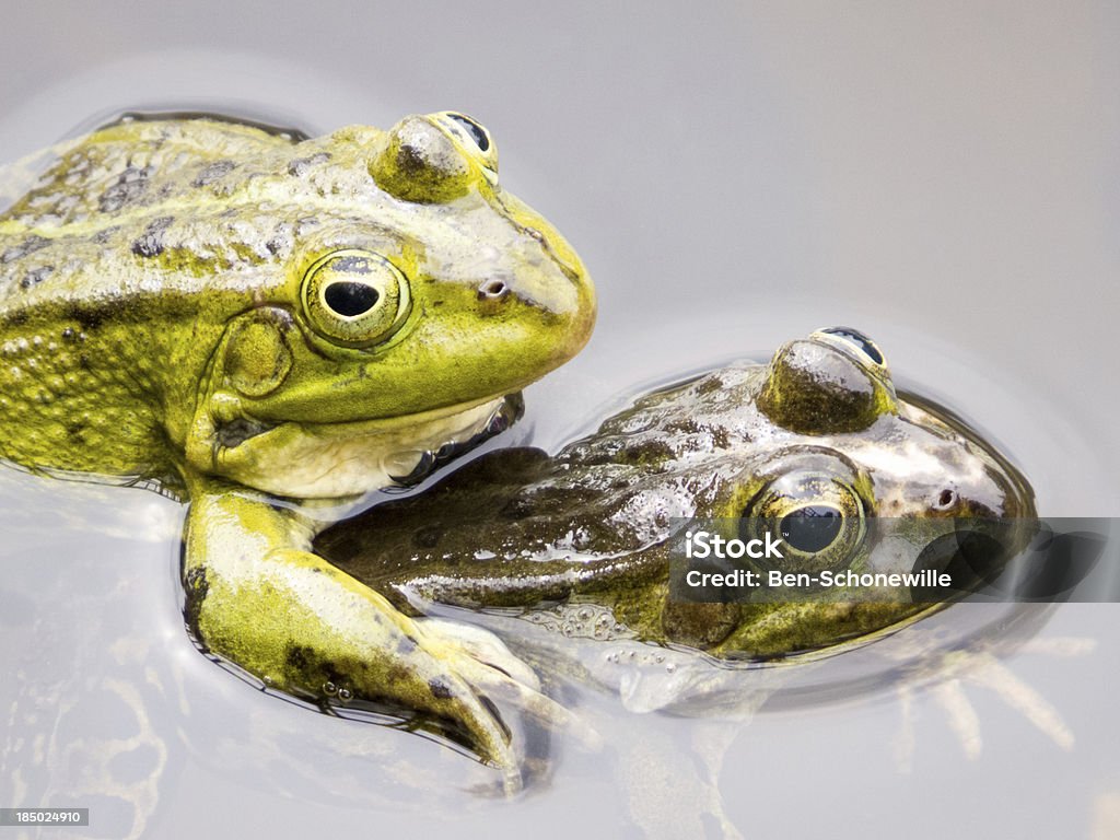 Dwa współpracujące green frogs - Zbiór zdjęć royalty-free (Biologia - Nauka)