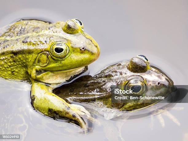 Dwa Współpracujące Green Frogs - zdjęcia stockowe i więcej obrazów Biologia - Nauka - Biologia - Nauka, Bliskie zbliżenie, Część ciała zwierzęcia