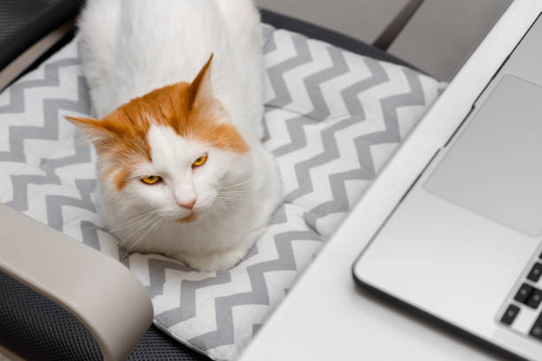 istock the cat sits at the owner's workplace 1850249253