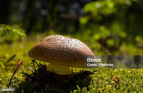 Mergulhe O Sol - Fotografias de stock e mais imagens de Ao Ar Livre - Ao Ar Livre, Cogumelo, Cogumelo Comestível