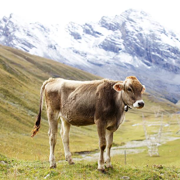 istock Calf in Italian Alps 185024952