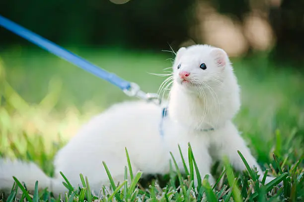 A silver mitt domestic ferret that has more of a white color than silver.  The ferret is on a leash going for a walk in the grass.  He has dark eyes and a cute pink noes.