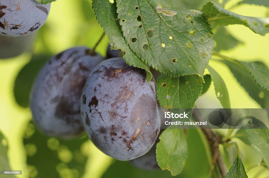 Pflaumen - Lizenzfrei Baum Stock-Foto