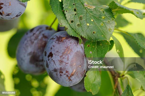 Susine - Fotografie stock e altre immagini di Albero - Albero, Albero da frutto, Ambientazione esterna