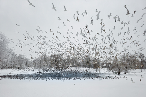 Carnival of seagulls over a snowy park lake. Wintering of birds. Large cluster of seagulls in motion. Mystical morning landscape with winter fog over the lake and many birds. Frosty winter landscape