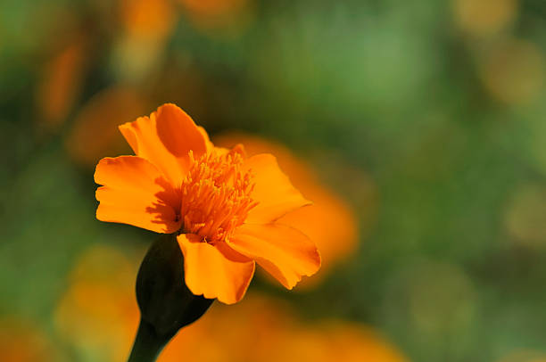 tagetes - türkische nelke imagens e fotografias de stock