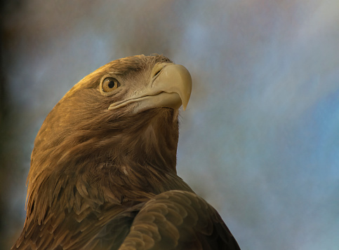 Golden eagle is  large bird of prey of the hawk family, viewed from below.  Beak and eyes of sitting feathered predatory eagle.