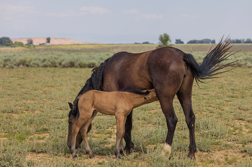 a wild horse mare and foal in summer in the Wyoming desert