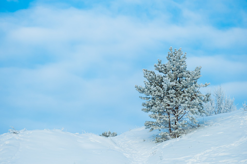 a young pine tree on a hill in the snow. winter day and sky with clouds