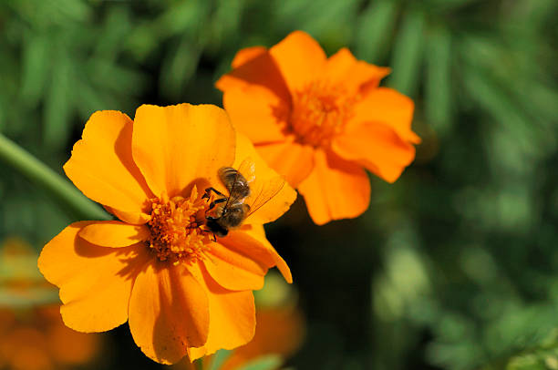 tagetes com abelha - türkische nelke imagens e fotografias de stock