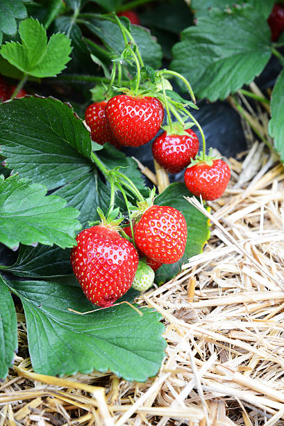 nahaufnahme von frischen bio-erdbeeren wachsenden auf der vine - strawberry vine stock-fotos und bilder