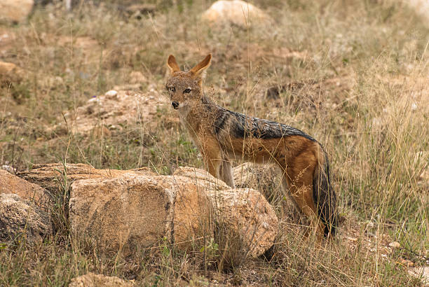 istock Portrait of a Wild Jackal 185027842