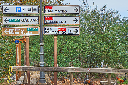 Fataga, Spain - December 05, 2023: Chickens at a street sign in the center of Gran Canaria.