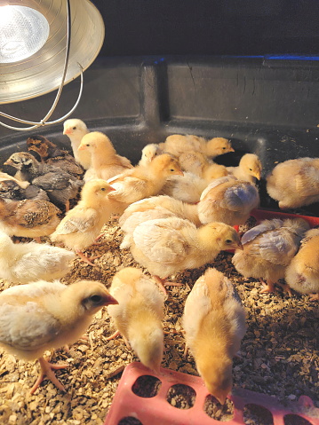 A batch of baby chickens under the warming light in early spring