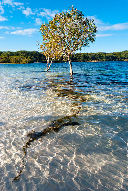 Lake McKenzie, Fraser Island, Australia