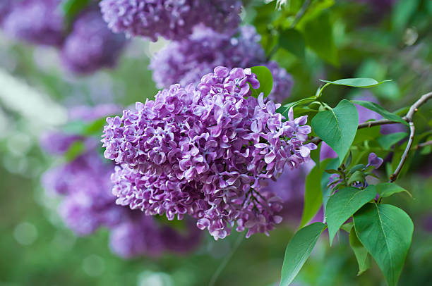 istock Branch of lilac flowers 185028544