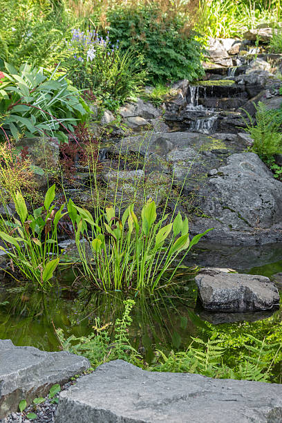 istock Garden decorated with stones and aquatic plants 185028642