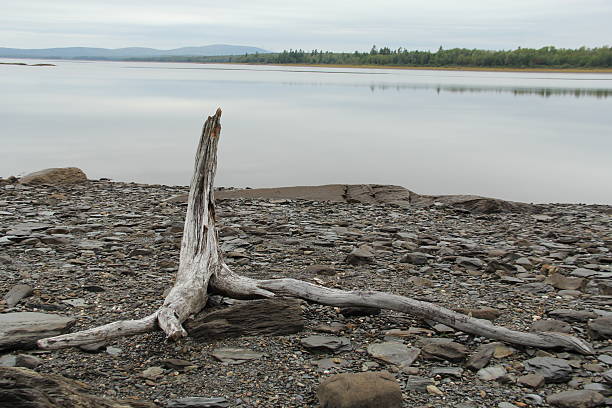 lakeside driftwood