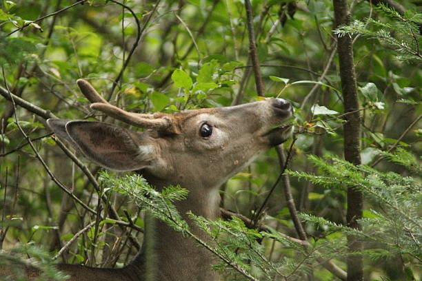 istock White tail buck in Maine woods 185029091