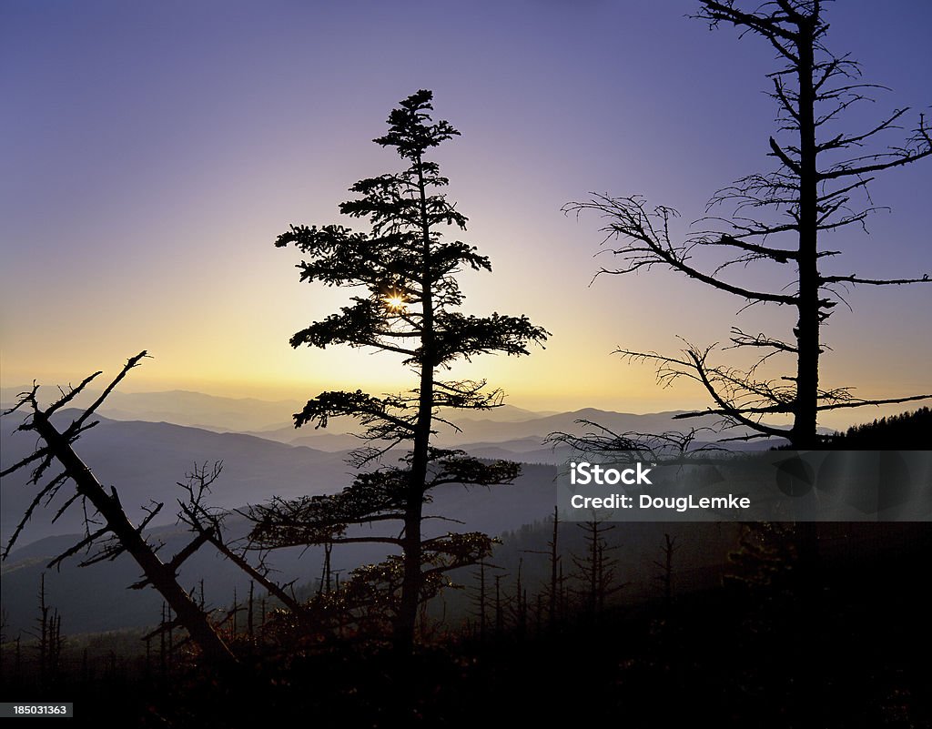 La Cupola di Clingman tramonto - Foto stock royalty-free di Albero