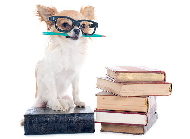 chihuahua e libri - dog education holding animal foto e immagini stock