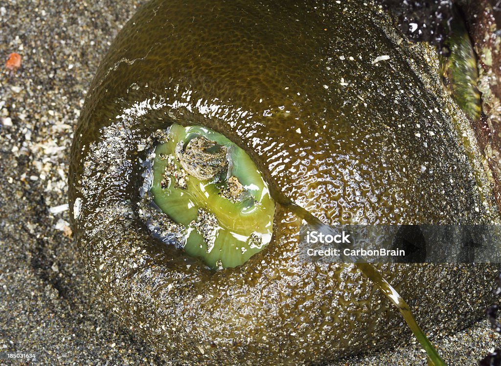 Verde anemome en la marea baja - Foto de stock de Agua libre de derechos
