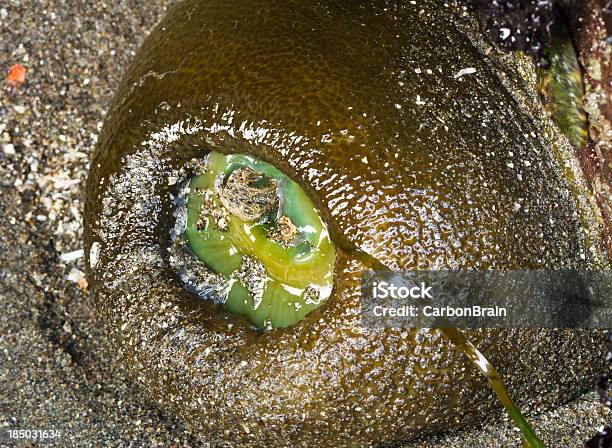 Verde Anemome En La Marea Baja Foto de stock y más banco de imágenes de Agua - Agua, Aire libre, Animal