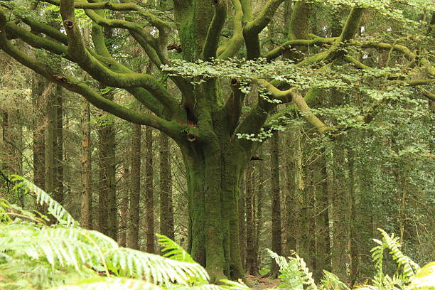 in the forest of Brocéliande a famous tree of the mythical forest of Brocéliande foret de paimpont stock pictures, royalty-free photos & images