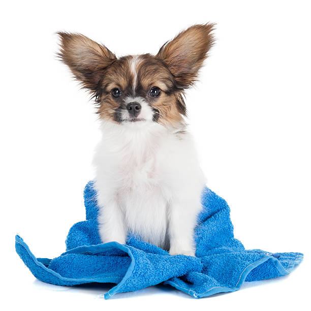 istock Papillon puppy in a towel 185031972