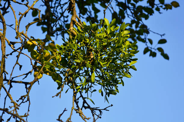 istock Mistletoe in Kulen Vakuf, Bosnia 1850320738