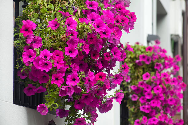 caixas de janela - petunia imagens e fotografias de stock