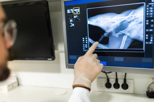 istock A radiologist looks at an x-ray image in his lab 1850329204