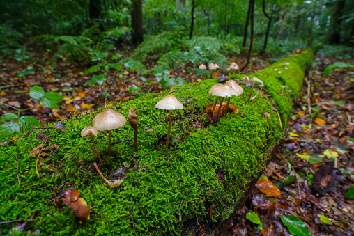 closeup of mushrooms on a moss covered dead tree trunk