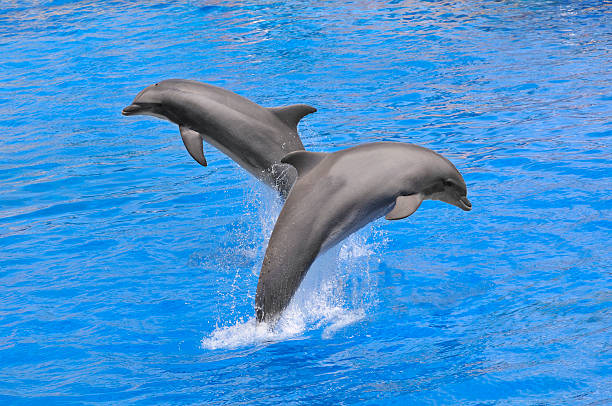 istock Dolphins jumping out of water 185033754