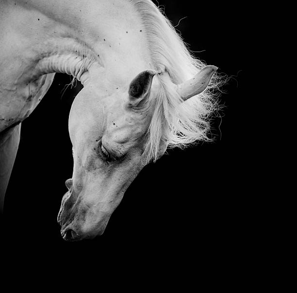 white horse white horse on a black arabian horse photos stock pictures, royalty-free photos & images