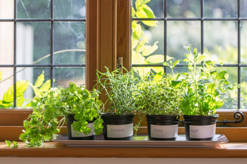 Fresh aromatic culinary herbs in white pots on windowsill. Lettuce, leaf celery and small leaved basil. Kitchen garden of herbs.
