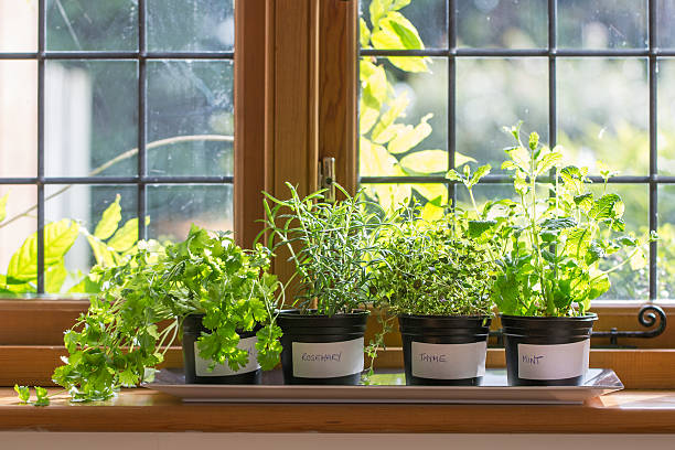 plantas aromáticas em um windowsill - window sill imagens e fotografias de stock