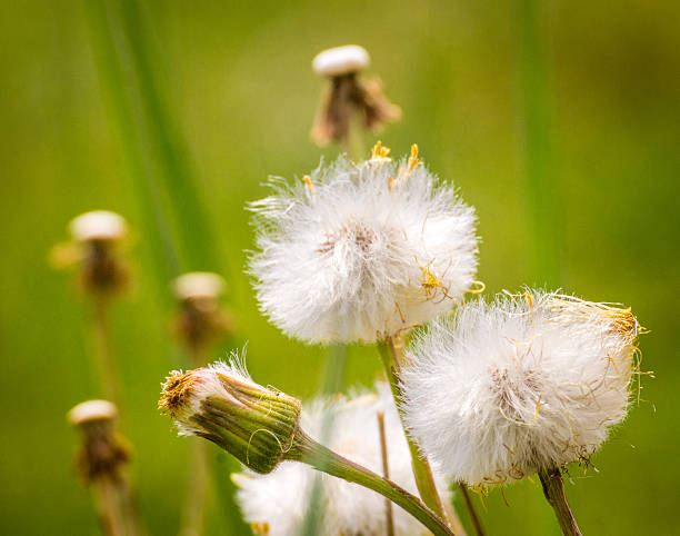 diente de león con semillas de bola - dandelion uncertainty flower single flower fotografías e imágenes de stock