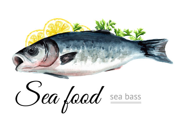 ilustrações de stock, clip art, desenhos animados e ícones de fresh fish sea bass, seafood. hand drawn watercolor illustration, isolated on white background - fish prepared fish fishing bass