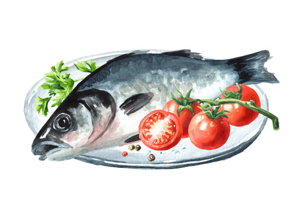 ilustrações de stock, clip art, desenhos animados e ícones de fresh fish sea bass.  hand drawn watercolor illustration,  isolated on white background - fish prepared fish fishing bass