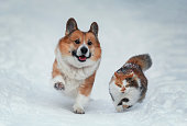 cute friends fluffy cat and corgi dog running in a winter snowy park