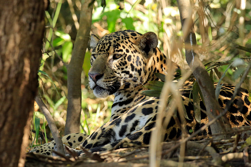 Jaguar in Profile, Resting in the Forest. Pantanal, Brazil
