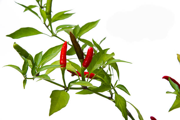 istock chili pepper plant  isolated on white background 185034863