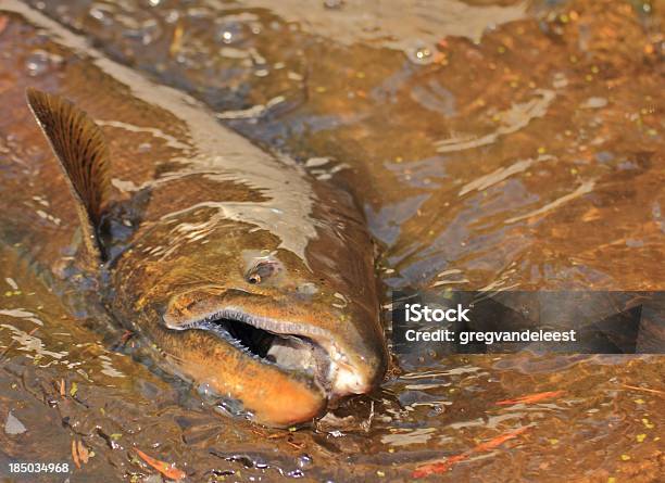 King Salmon Closeup Stock Photo - Download Image Now - Animal Teeth, Autumn, Chinook Salmon