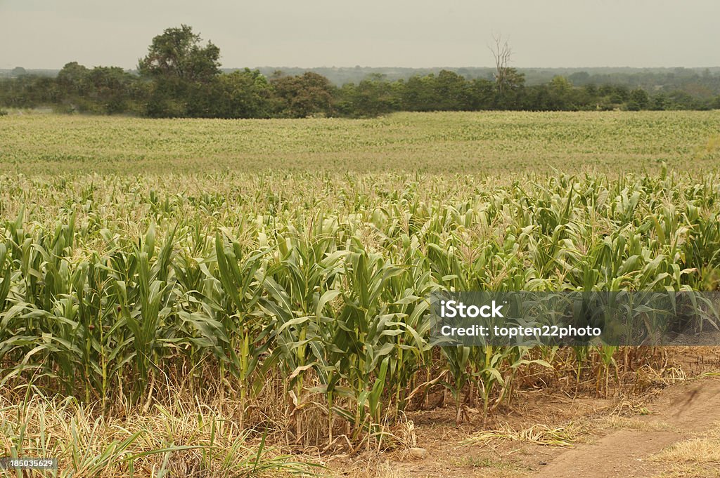 Campo de milho. - Foto de stock de Agricultura royalty-free