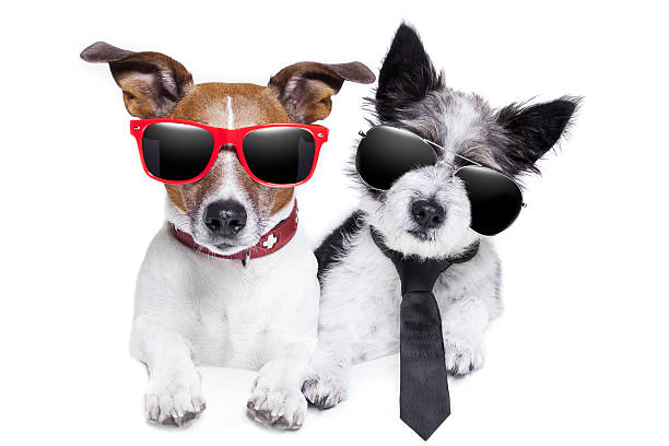 istock two dogs very close together 185035682