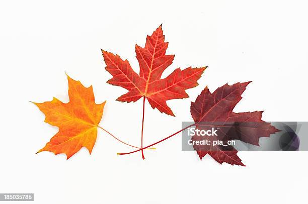 Maple Leaves On White Stock Photo - Download Image Now - Aging Process, Arrangement, Autumn